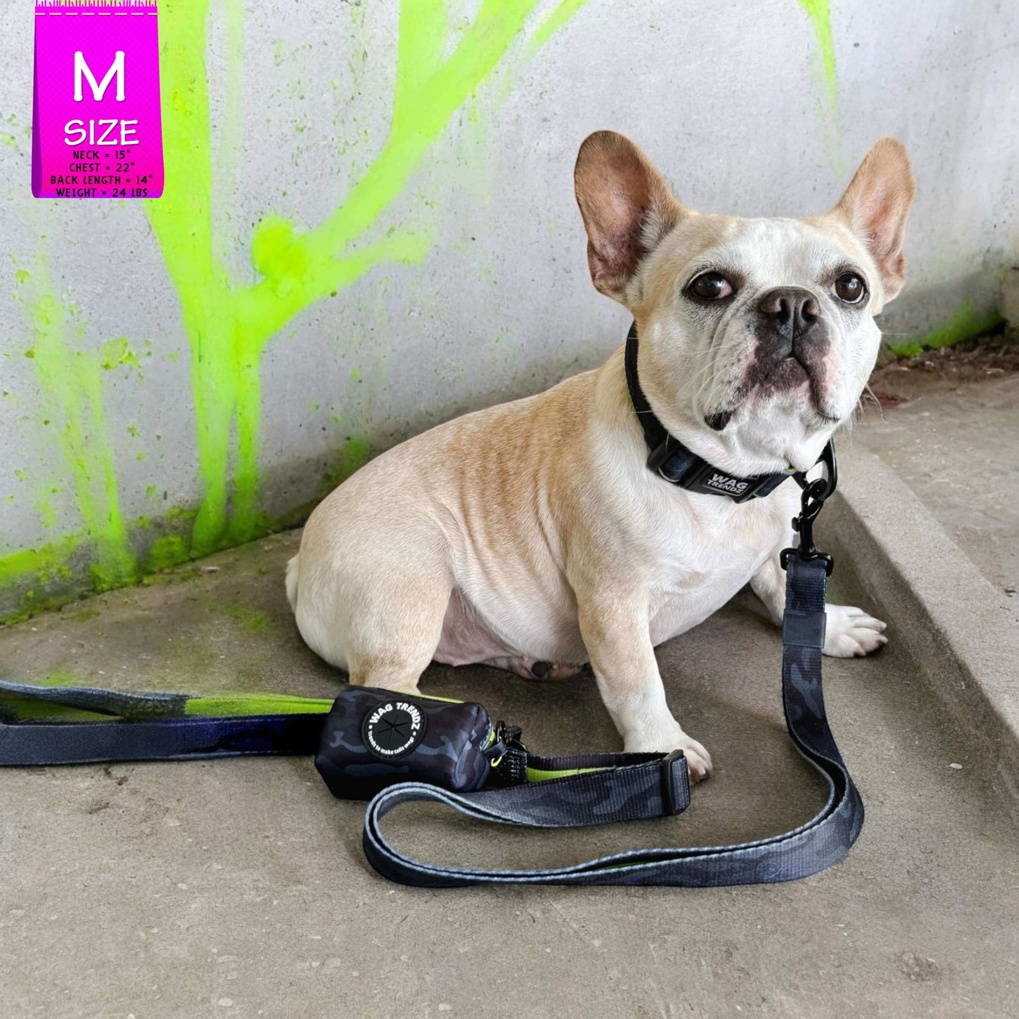 Reflective Dog Collar - Frenchie Bulldog wearing a medium black and gray Camo reflective dog collar with hi vis accents - with matching leash and poop bag holder attached - sitting outdoors with concrete wall with hi vis paint - Wag Trendz