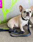 Reflective Dog Collar - Frenchie Bulldog wearing a medium black and gray Camo reflective dog collar with hi vis accents - with matching leash and poop bag holder attached - sitting outdoors with concrete wall with hi vis paint - Wag Trendz