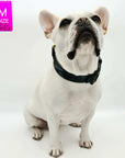 Reflective Dog Collar - Frenchie Bulldog wearing a medium black and gray Camo reflective dog collar with hi vis accents - against solid white background - Wag Trendz