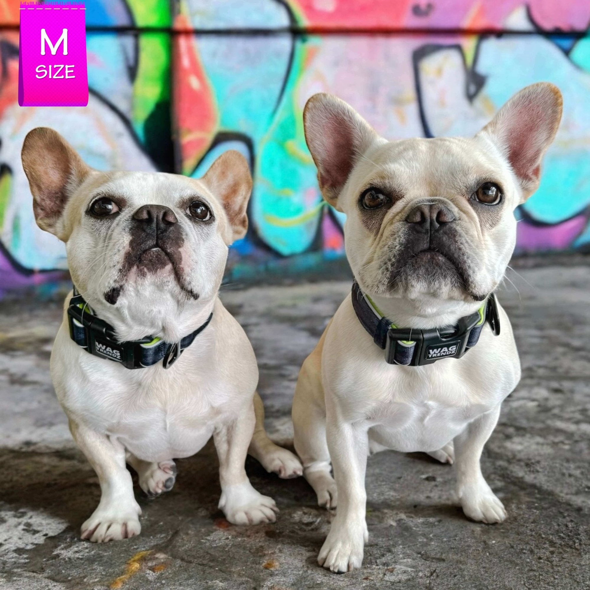 Reflective Dog Collar - Frenchie Bulldogs wearing a medium black and gray Camo reflective dog collar with hi vis accents - sitting outdoors with colorful graffiti wall in background - Wag Trendz