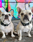 Reflective Dog Collar - Frenchie Bulldogs wearing a medium black and gray Camo reflective dog collar with hi vis accents - sitting outdoors with colorful graffiti wall in background - Wag Trendz