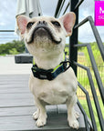 Reflective Dog Collar - Frenchie Bulldog wearing a medium black and gray Camo reflective dog collar with hi vis accents - sitting outdoors on gray deck - Wag Trendz