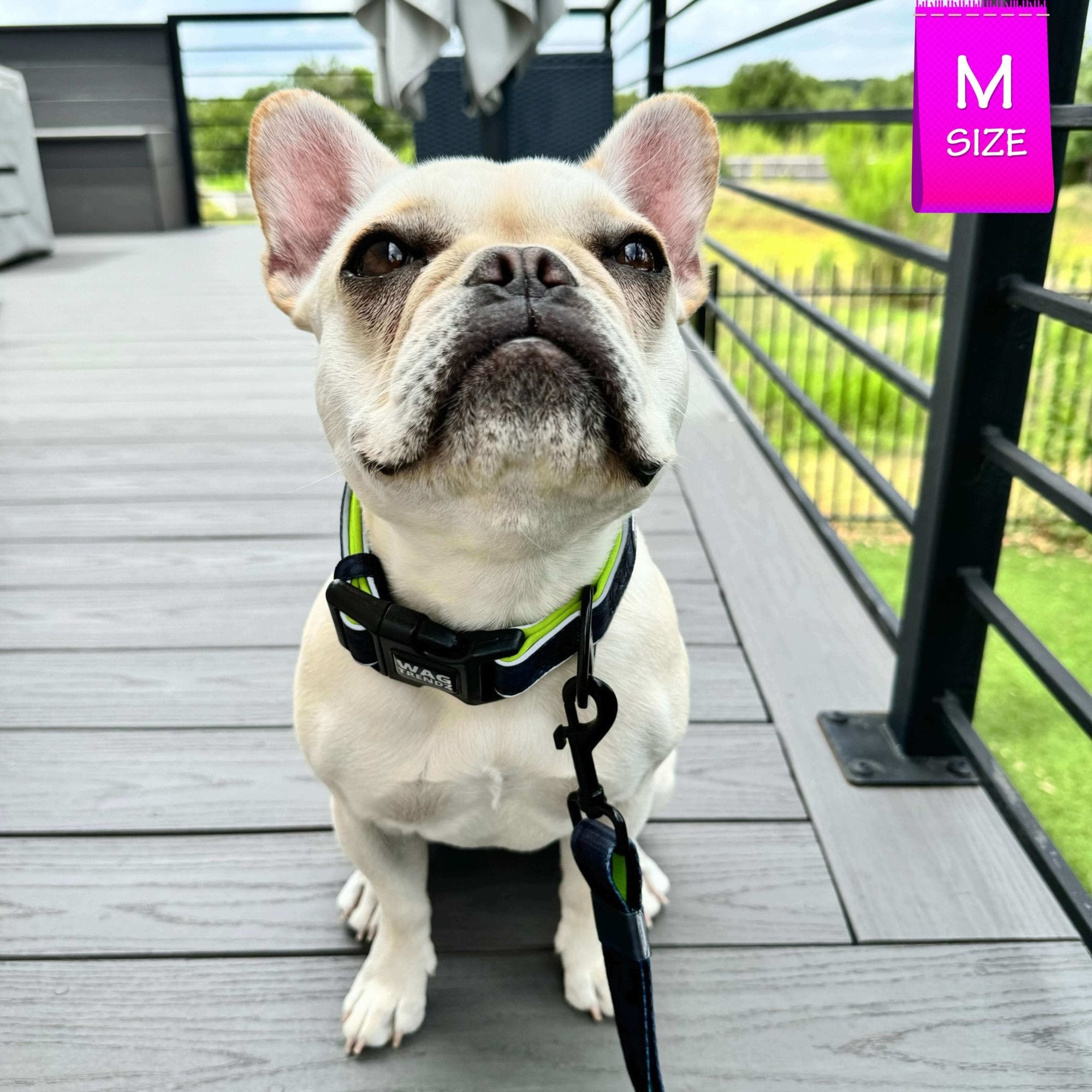 Reflective Dog Collar - Frenchie Bulldog wearing a medium black and gray Camo reflective dog collar with hi vis accents - with matching leash attached - sitting outdoors on gray deck - Wag Trendz