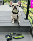 Reflective Dog Collar - Frenchie Bulldog wearing a medium black and gray Camo reflective dog collar with hi vis accents - with matching leash and poop bag holder attached - sitting outdoors on gray deck - Wag Trendz