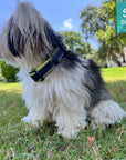 Reflective Dog Collar - Small dog wearing a small black and gray Camo reflective dog collar with hi vis accents - sitting outdoors in the grass - Wag Trendz