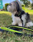 Reflective Dog Collar - Small dog wearing a small black and gray Camo reflective dog collar with hi vis accents - sitting outdoors in the grass - Wag Trendz