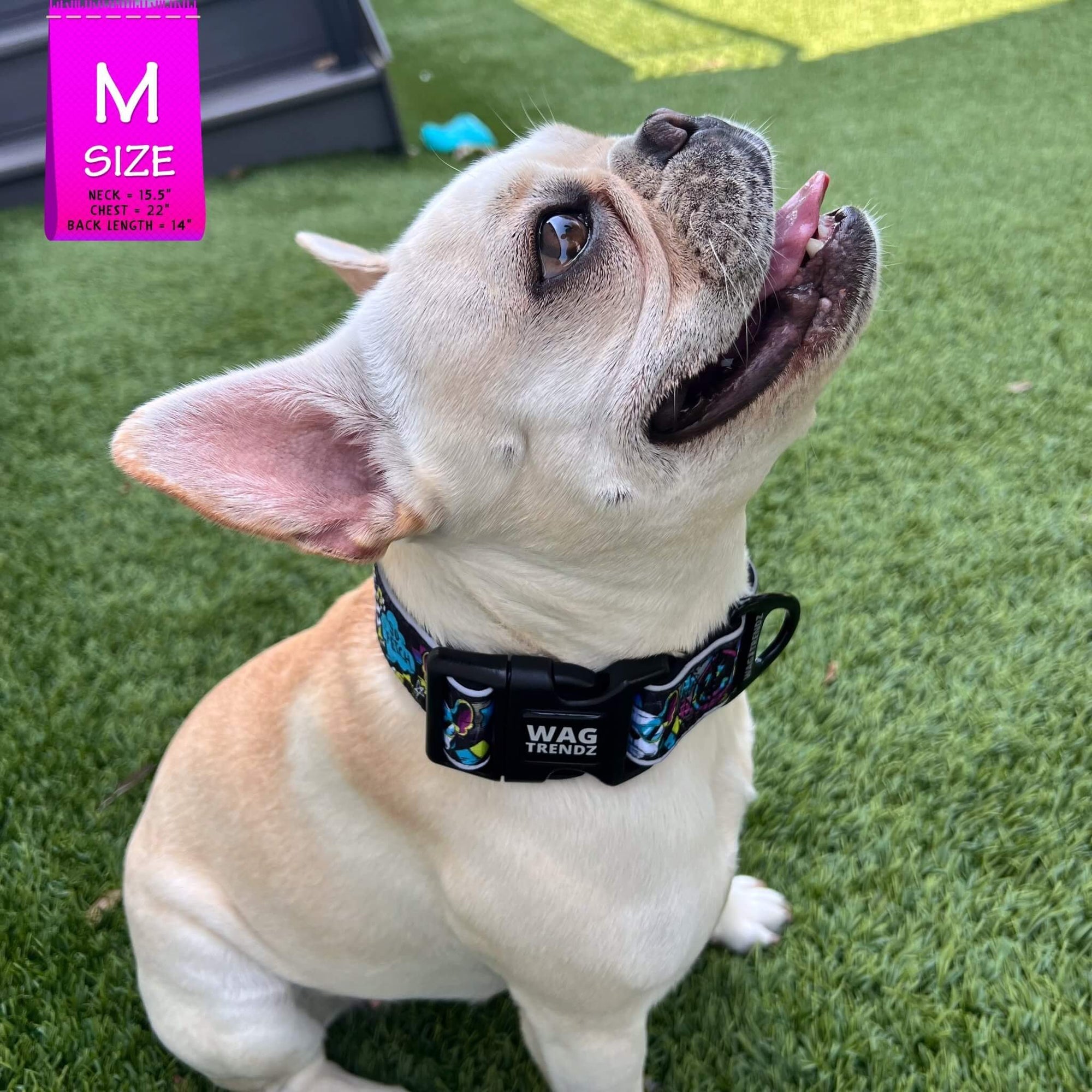 Reflective Dog Collar - Frenchie Bulldog wearing Skull Society reflective collar with multicolored graphics in yellow, blue, purple with black background - sitting outdoors in the grass - Wag Trendz