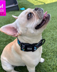 Reflective Dog Collar - Frenchie Bulldog wearing Skull Society reflective collar with multicolored graphics in yellow, blue, purple with black background - sitting outdoors in the grass - Wag Trendz