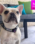 Reflective Dog Collar - Frenchie Bulldog wearing Skull Society reflective collar with multicolored graphics in yellow, blue, purple with black background - sitting outdoors - Wag Trendz