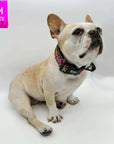 Reflective Dog Collar - French Bulldog wearing multicolored Street Graffiti Reflective Dog Collar size medium - against solid white background - Wag Trendz