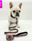 Reflective Dog Collar - Frenchie Bulldog wearing multicolored Street Graffiti Reflective Dog Collar size medium with matching leash and poop bag holder attached - against solid white background - Wag Trendz