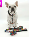 Reflective Dog Collar - Frenchie Bulldog wearing multicolored Street Graffiti Reflective Dog Collar size medium with matching leash and poop bag holder attached - against solid white background - Wag Trendz