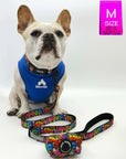 Reflective Dog Collar - Frenchie Bulldog wearing blue dog t-shirt and a multicolored Street Graffiti Reflective Dog Collar size medium with matching leash and poop bag holder attached - against solid white background - Wag Trendz