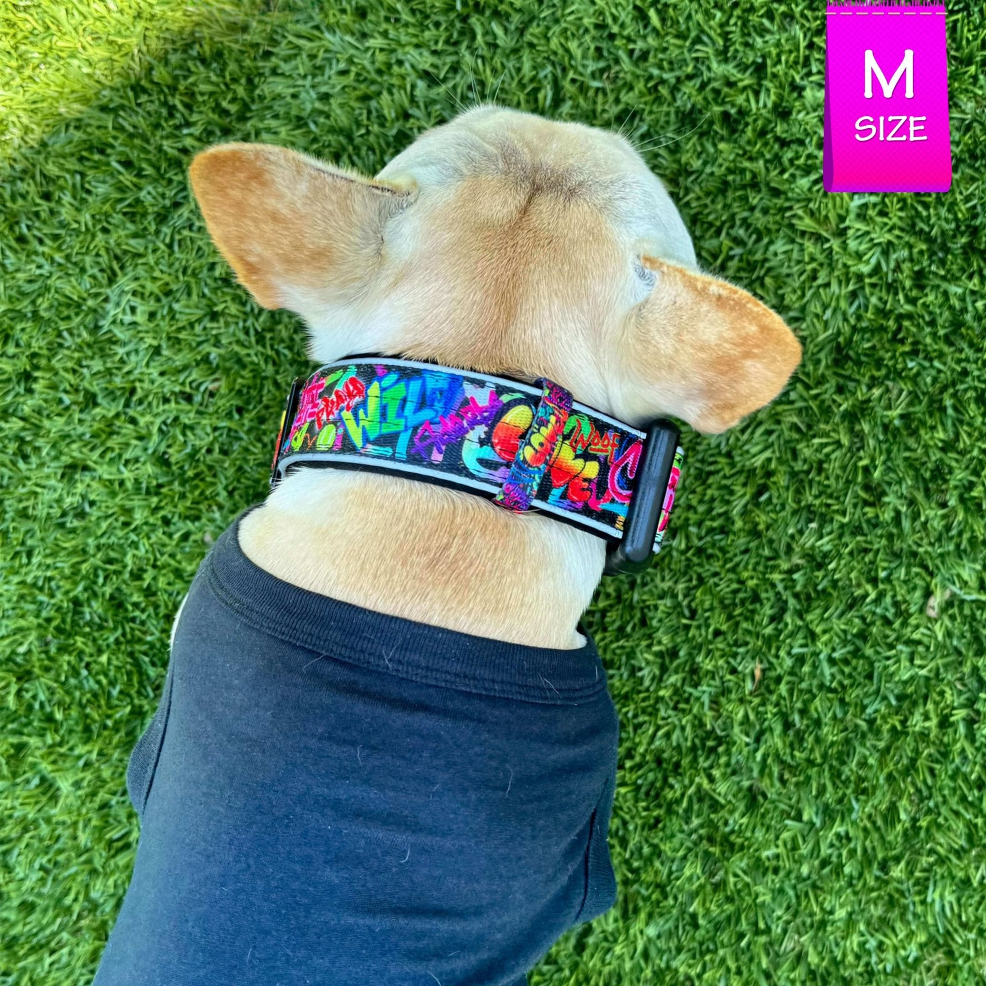 Reflective Dog Collar - Frenchie Bulldog wearing a black dog t-shirt and a multicolored Street Graffiti Reflective Dog Collar size medium - standing outdoors in the grass - Wag Trendz