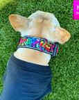 Reflective Dog Collar - Frenchie Bulldog wearing a black dog t-shirt and a multicolored Street Graffiti Reflective Dog Collar size medium - standing outdoors in the grass - Wag Trendz