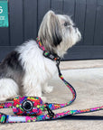 Reflective Dog Collar - Small Dog wearing multicolored Street Graffiti Reflective Dog Collar size small with matching leash and poop bag holder attached - sitting outdoors on concrete - Wag Trendz