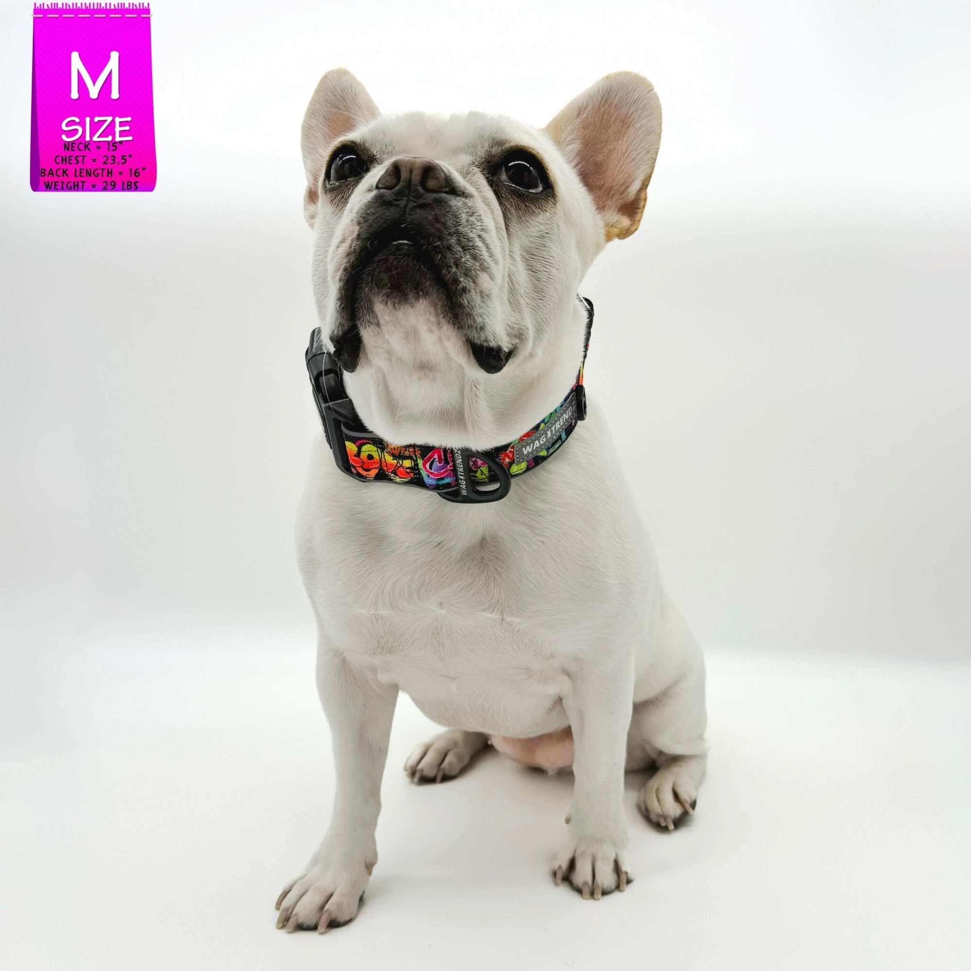 Reflective Dog Collar - Frenchie Bulldog wearing multicolored Street Graffiti Reflective Dog Collar size medium - against solid white background - Wag Trendz