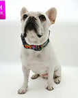 Reflective Dog Collar - Frenchie Bulldog wearing multicolored Street Graffiti Reflective Dog Collar size medium - against solid white background - Wag Trendz