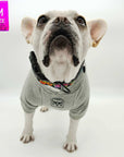 Reflective Dog Collar - Frenchie Bulldog wearing a gray dog hoodie and a multicolored Street Graffiti Reflective Dog Collar size medium with matching leash and poop bag holder attached - against solid white background - Wag Trendz