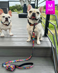 Reflective Dog Collar - Two French Bulldogs wearing multicolored Street Graffiti Reflective Dog Collars size medium with matching leash and poop bag holder attached - standing outdoors on a gray deck - Wag Trendz