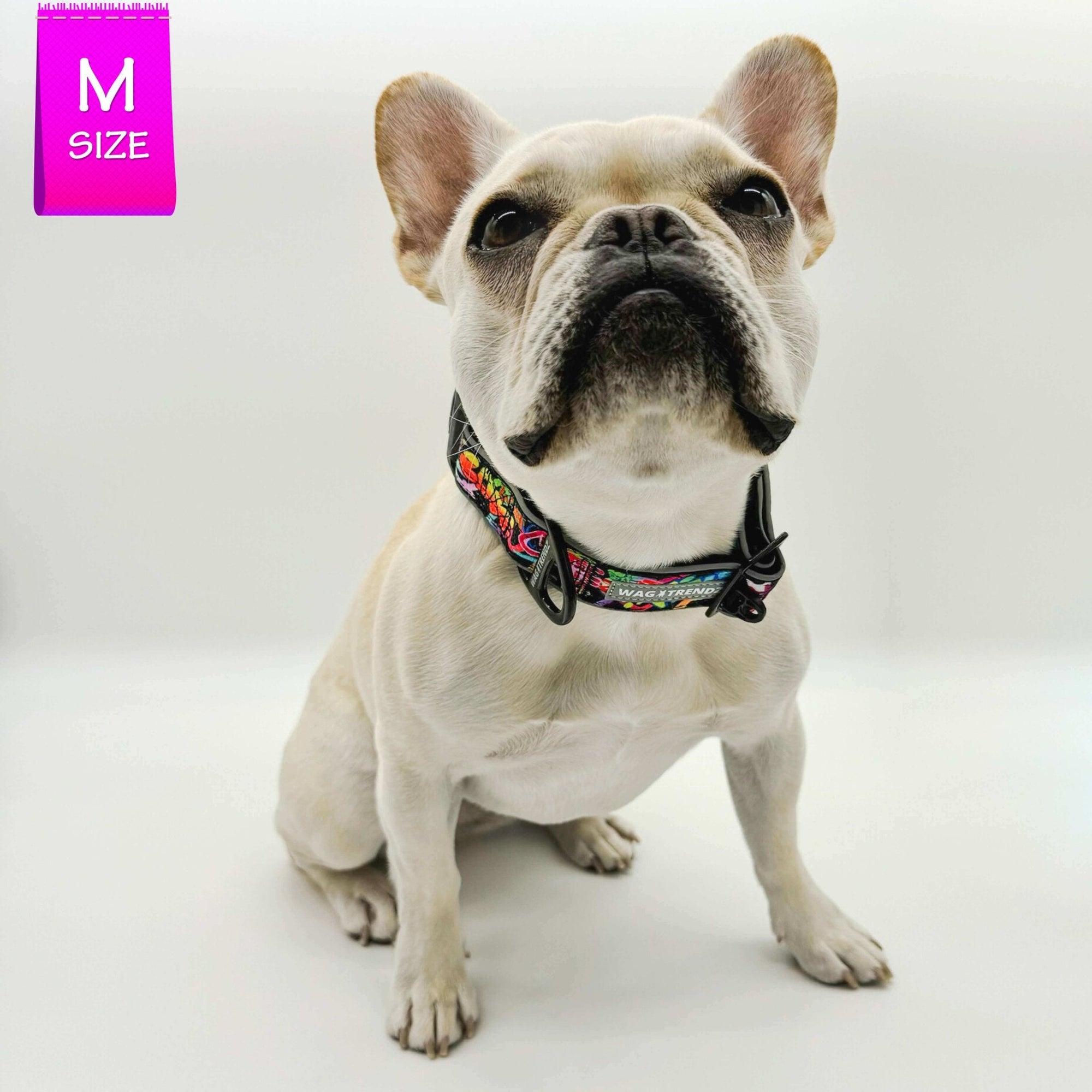 Reflective Dog Collar - French Bulldog wearing multicolored Street Graffiti Reflective Dog Collar size medium - against solid white background - Wag Trendz
