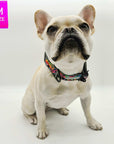 Reflective Dog Collar - French Bulldog wearing multicolored Street Graffiti Reflective Dog Collar size medium - against solid white background - Wag Trendz