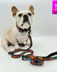 Reflective Dog Collar - Frenchie Bulldog wearing multicolored Street Graffiti Reflective Dog Collar size medium with matching leash and poop bag holder attached - against solid white background - Wag Trendz