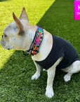 Reflective Dog Collar - Frenchie Bulldog wearing a black dog t-shirt and a multicolored Street Graffiti Reflective Dog Collar size medium - standing outdoors in the grass - Wag Trendz