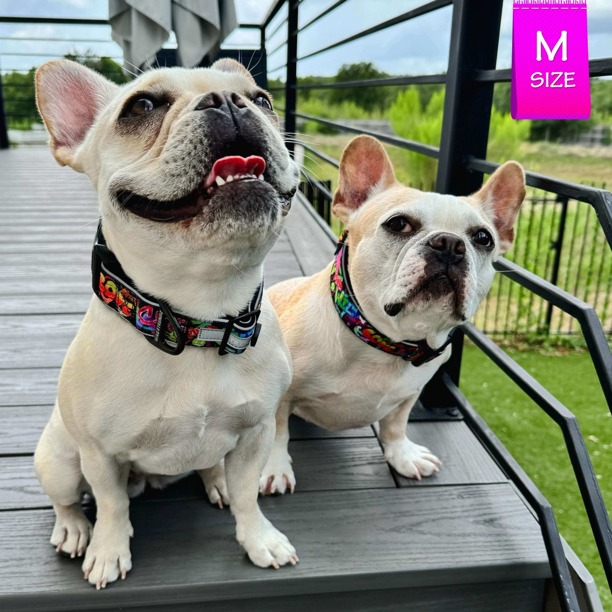 Reflective Dog Collar - Two French Bulldogs wearing multicolored Street Graffiti Reflective Dog Collars size medium - standing outdoors on a gray deck - Wag Trendz