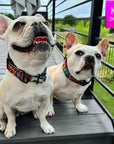 Reflective Dog Collar - Two French Bulldogs wearing multicolored Street Graffiti Reflective Dog Collars size medium - standing outdoors on a gray deck - Wag Trendz