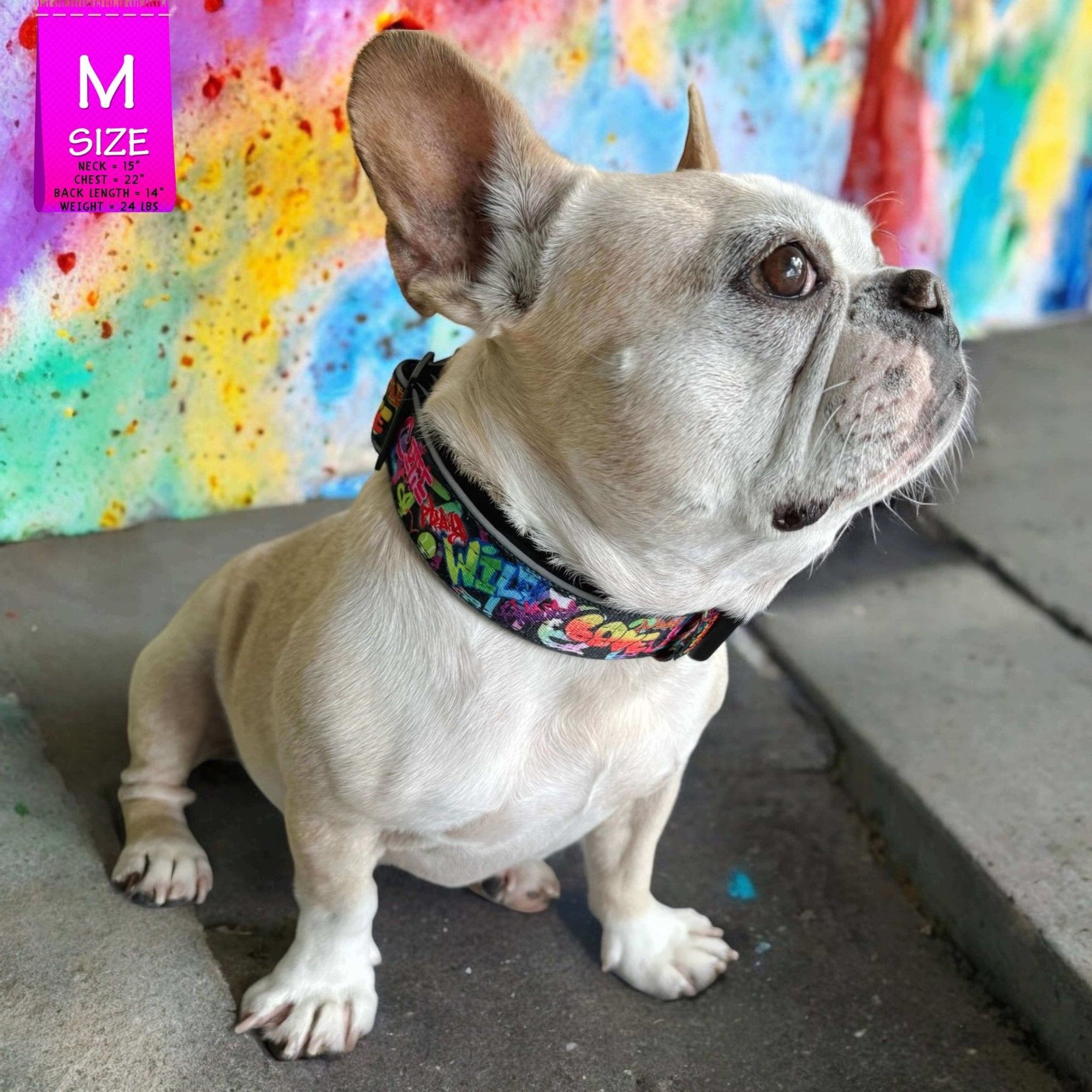 Reflective Dog Collar - Frenchie Bulldog wearing multicolored Street Graffiti Reflective Dog Collar size medium - sitting against a colorful graffiti background - Wag Trendz