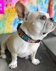 Reflective Dog Collar - Frenchie Bulldog wearing multicolored Street Graffiti Reflective Dog Collar size medium - sitting against a colorful graffiti background - Wag Trendz