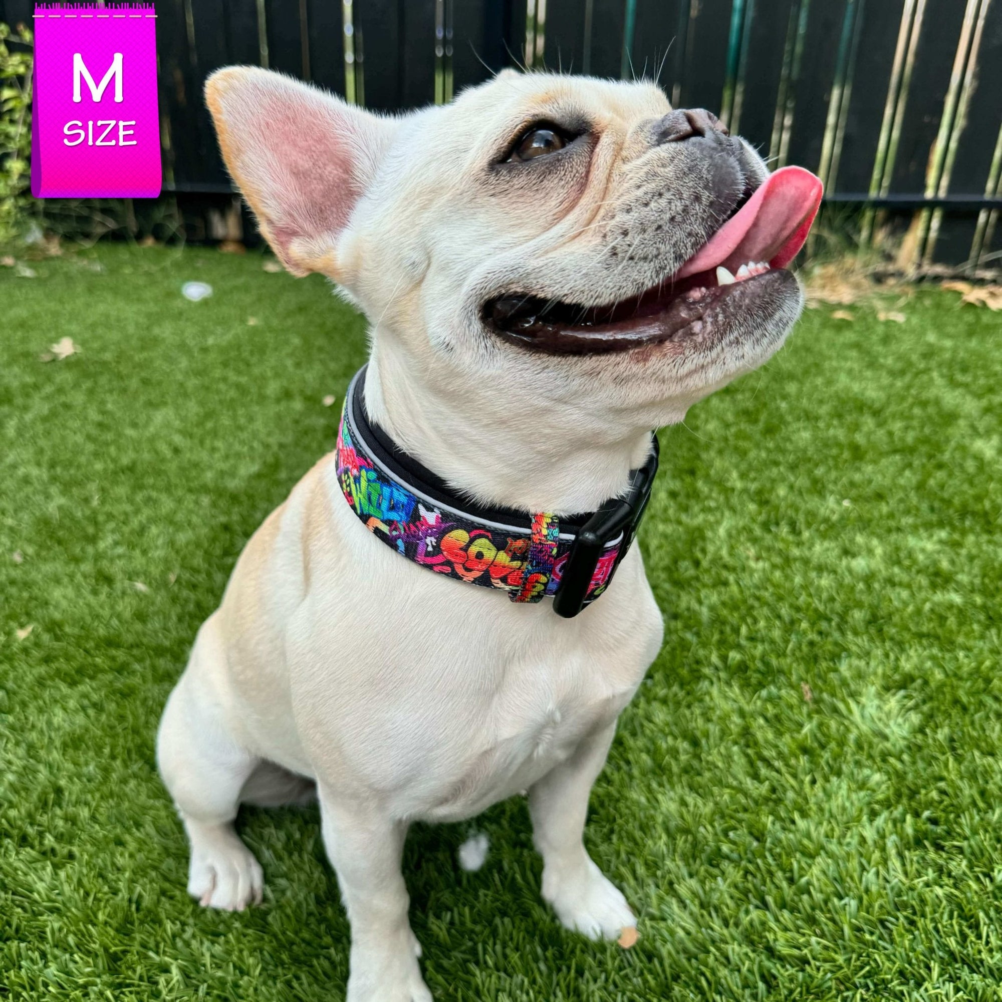 Reflective Dog Collar - Frenchie Bulldog wearing multicolored Street Graffiti Reflective Dog Collar size medium - standing in the grass - Wag Trendz