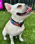 Reflective Dog Collar - Frenchie Bulldog wearing multicolored Street Graffiti Reflective Dog Collar size medium - standing in the grass - Wag Trendz