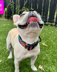 Reflective Dog Collar - Frenchie Bulldog wearing multicolored Street Graffiti Reflective Dog Collar size medium - standing in the grass - Wag Trendz