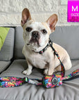 Reflective Dog Collar - French Bulldog wearing multicolored Street Graffiti Reflective Dog Collar size medium with matching leash and poop bag holder attached - sitting outdoors on a gray couch - Wag Trendz