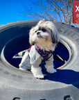 Dog Harness and Leash Set - Shih Tzu wearing black & gray camo dog harness with Pink Accents - standing in a black tire with blue sky - Wag Trendz