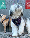 H Dog Harness - Roman Dog Harness - Chihuahua wearing small black and gray camo H harness and Shih Tsu wearing small harness vest with bold hot pink accents with matching dog leashes attached - standing outdoors on a concrete with gray concrete wall in background - Wag Trendz