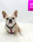 H Dog Harness - Roman Dog Harness - French Bulldog sitting and wearing medium black and gray camo harness with bold hot pink accents - against solid white background - Wag Trendz
