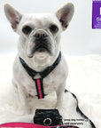 H Dog Harness - Roman Dog Harness - French Bulldog sitting and wearing large black and gray camo harness with bold hot pink accents with matching dog leash and poo bag holder attached - against solid white background - Wag Trendz