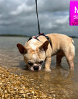 H Dog Harness - Roman Dog Harness - French Bulldog wearing medium black and gray camo harness with bold hot pink accents - outdoors standing in the water - Wag Trendz