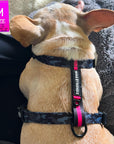 H Dog Harness - Roman Dog Harness - French Bulldog wearing medium black and gray camo harness with bold hot pink accents and matching dog leash - laying down indoors - top view - Wag Trendz