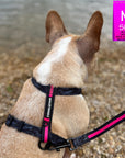 H Dog Harness - Roman Dog Harness - French Bulldog wearing medium black and gray camo harness with bold hot pink accents and matching dog leash - sitting outdoors looking at the lake water - back view - Wag Trendz