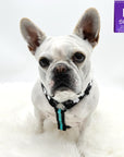 H Dog Harness - Roman Dog Harness - French Bulldog wearing large black with white paint splatter harness and teal accents - against solid white background - Wag Trendz