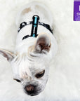 H Dog Harness - Roman Dog Harness - French Bulldog wearing large black with white paint splatter harness and teal accents - top view - against solid white background - Wag Trendz