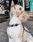 H Dog Harness - Roman Dog Harness - Poodle wearing small black with white paint splatter harness and teal accents - sitting outdoors begging - Wag Trendz