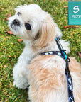 H Dog Harness - Roman Dog Harness - Shih Tzu wearing small black with white paint splatter harness and teal accents - back view - sitting outdoors in the grass - Wag Trendz