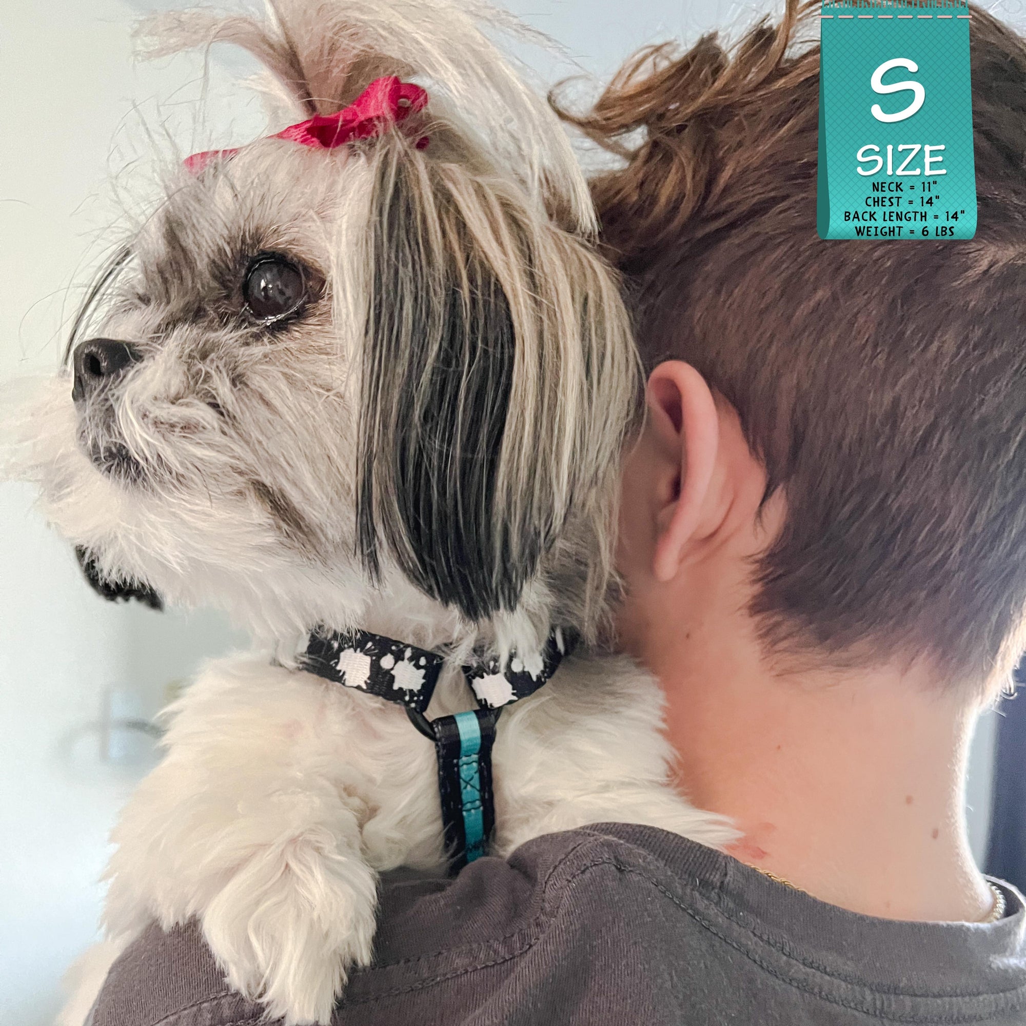 H Dog Harness - Roman Dog Harness - Shih Tzu mix wearing small black with white paint splatter harness and teal accents - on a human&#39;s shoulders - Wag Trendz