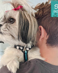 H Dog Harness - Roman Dog Harness - Shih Tzu mix wearing small black with white paint splatter harness and teal accents - on a human's shoulders - Wag Trendz
