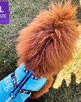 H Dog Harness - Roman Dog Harness - Standard Poodle wearing large black with white paint splatter harness and teal accents over top of a Good Life teal tank top - back view - standing outdoors in the grass - Wag Trendz